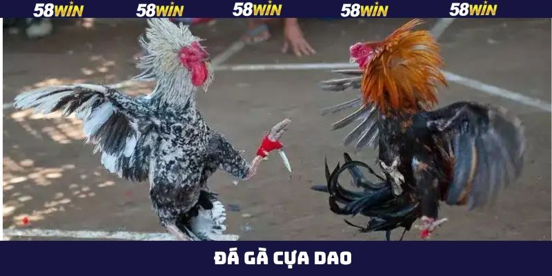 Đá Gà Cựa Dao - Đấu Trường Của Các Chiến Kê Máu Lửa Tại 58Win 2 Đá Gà Cựa Dao - Đấu Trường Của Các Chiến Kê Máu Lửa Tại 58Win