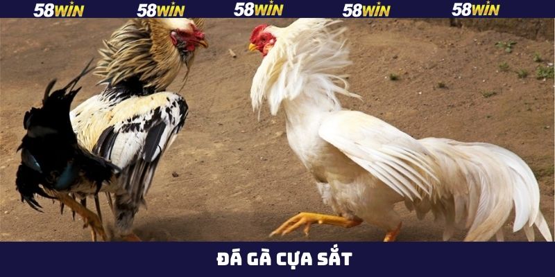 Đá Gà Cựa Sắt - Bí Quyết Chinh Phục Phần Thưởng Tại 58Win 1 Đá Gà Cựa Sắt - Bí Quyết Chinh Phục Phần Thưởng Tại 58Win