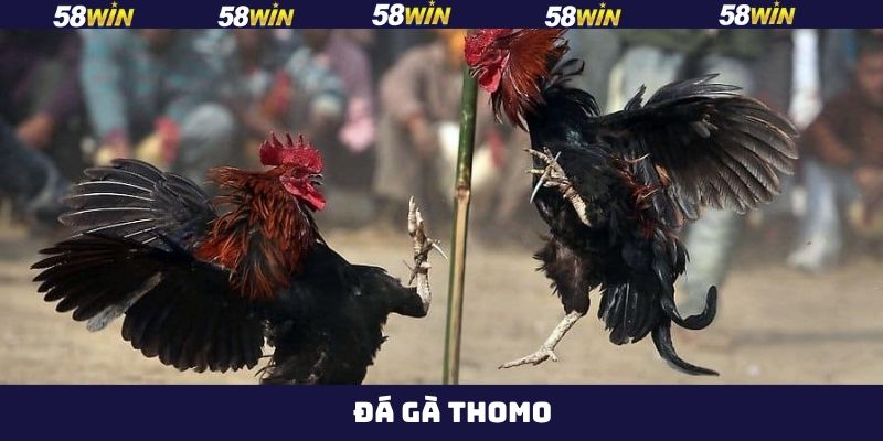 Đá Gà Thomo - Thưởng Thức Những Màn So Tài Nảy Lửa Tại 58Win 3 Đá Gà Thomo - Thưởng Thức Những Màn So Tài Nảy Lửa Tại 58Win