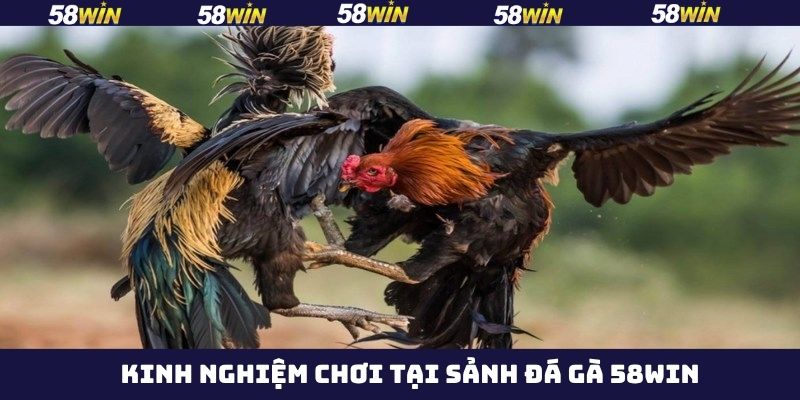 Mẹo chơi hiệu quả nên áp dụng khi tham gia đá gà trên 58Win
